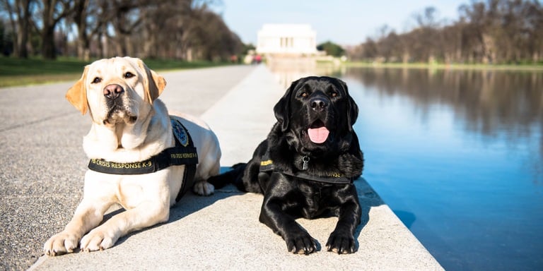 Wally and Giovanni are the FBIas new Crisis Response Canines, part of a pilot program launched by the FBI's Office for Victim Assistance in 2016. The dogs are an additional way the office can help victims and family members cope with the impact of crime.