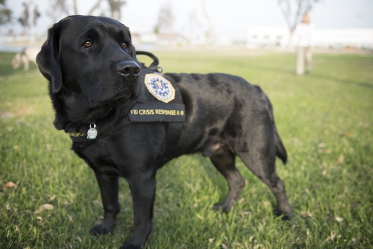 Giovanni is one of two of the FBI's newest Crisis Response Canines. The English Labrador Retriever joins the Victim Assistance Rapid Deployment Team in providing support to those affected by mass casualty events.