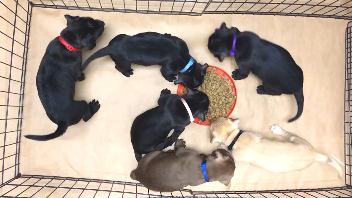 Asset Forfeiture: Litter of Puppies from Rescued Dog