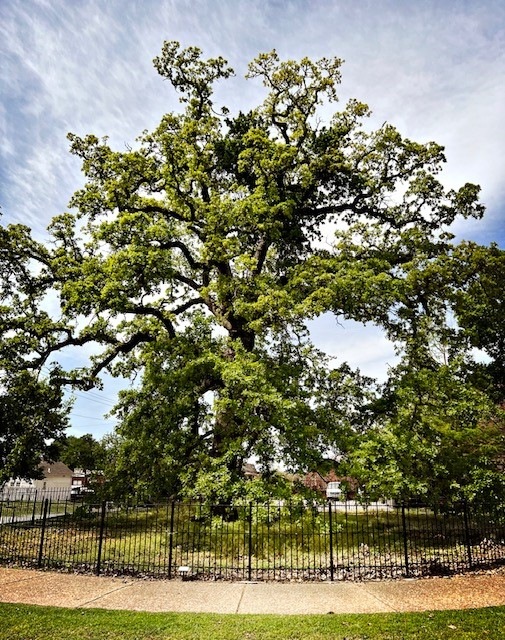 Council Oak