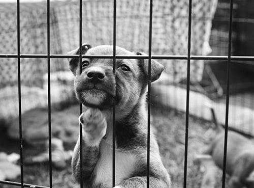 Dog in Cage