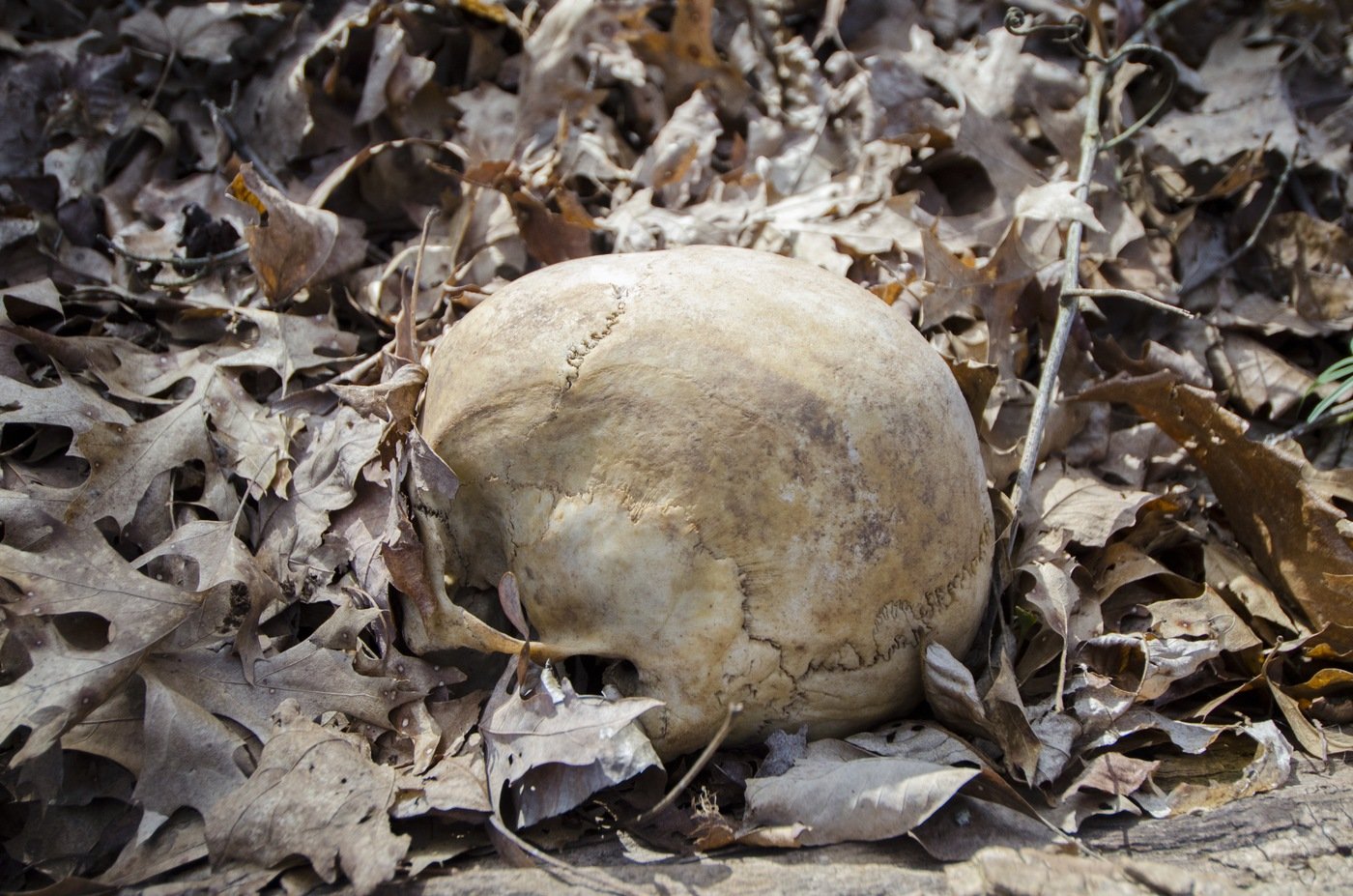 A donor's skull at the Anthropology Research Center in Knoxville, Tennessee, during the Human Remains Recovery course in March 2018.