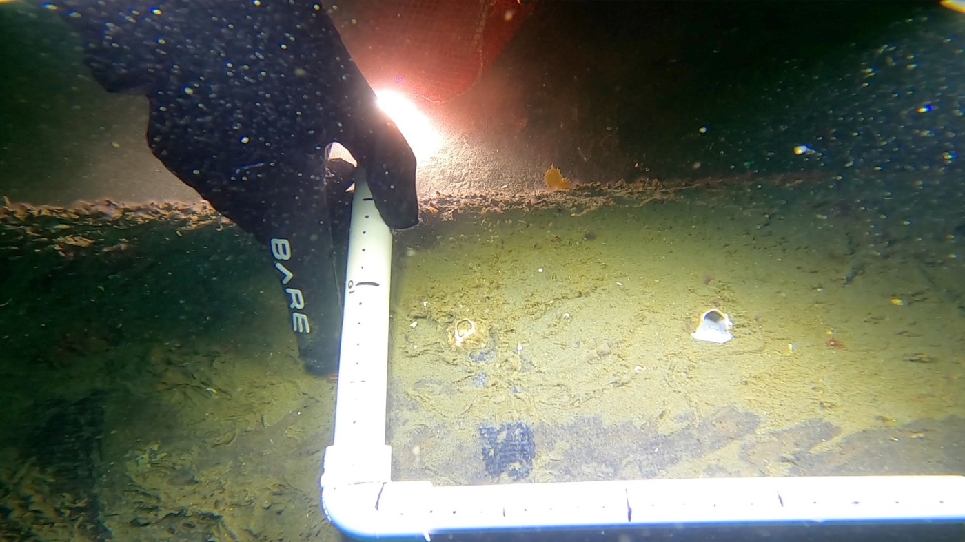 The BOEM divers collect samples from the pipeline break at the San Pedro pipeline.