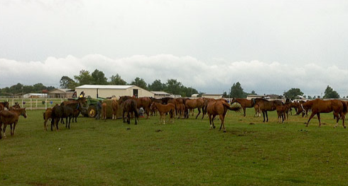 The government seized 455 horses at an Oklahoma horse farm that served as a money laundering front for a Mexican drug cartel leader.