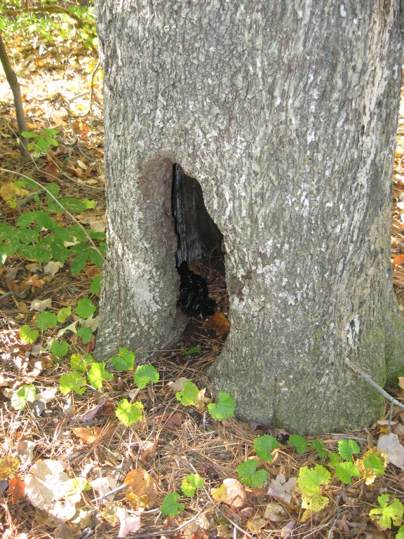 A black bag containing top secret national defense information can be seen inside the hollow of this tree. This was a dead drop site at a park in Virginia that Robert Hoffman used to pass information to what he believed was the Russian intelligence service.