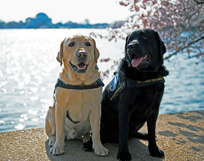 Wally and Gio, two English Labrador Retrievers, are the FBI’s crisis response canines. Since 2015, the pair have been working steadily by visiting hospitals and supporting command posts by helping to console victims and first responders.