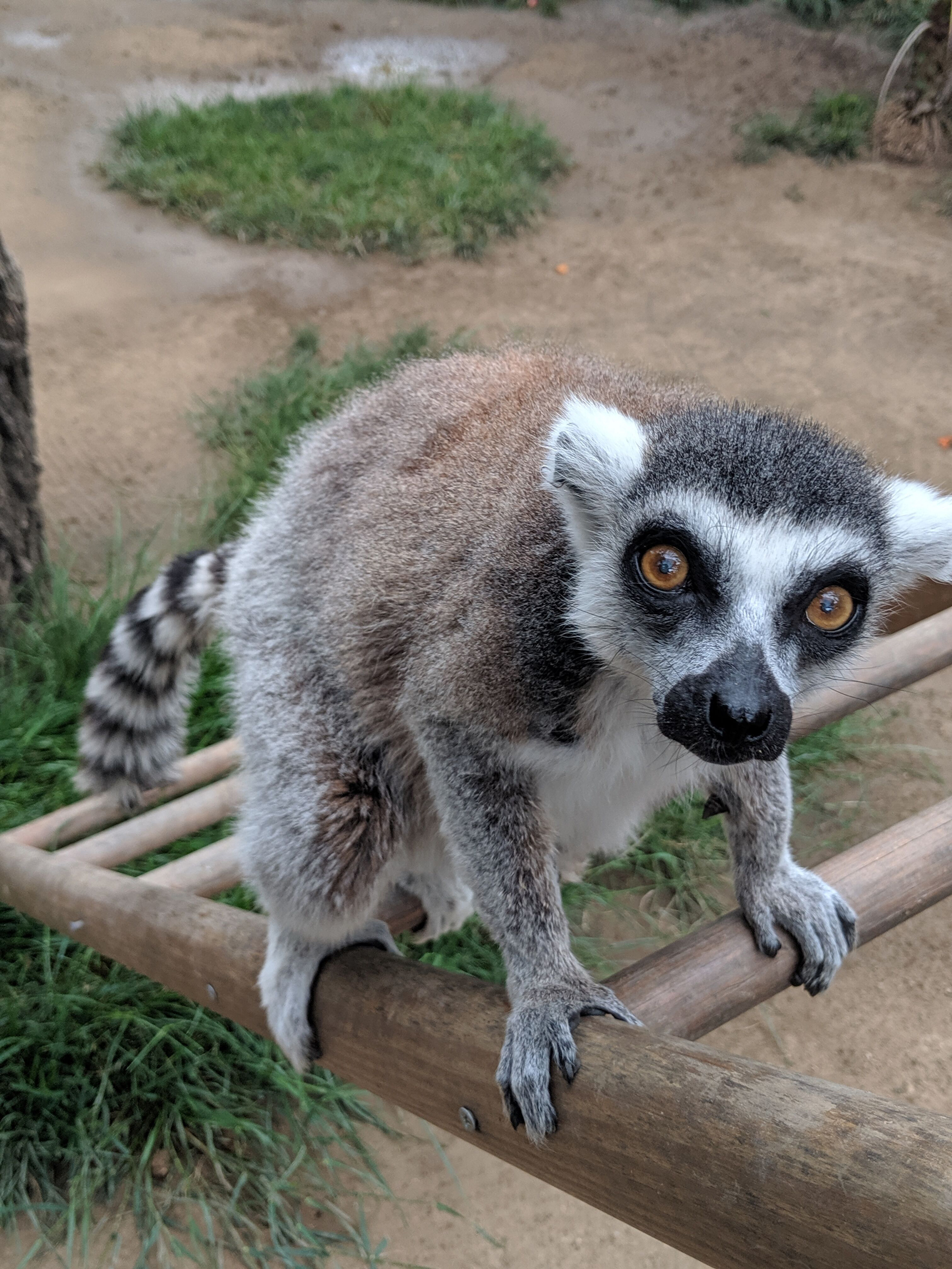 The Case of the Stolen Lemur — FBI