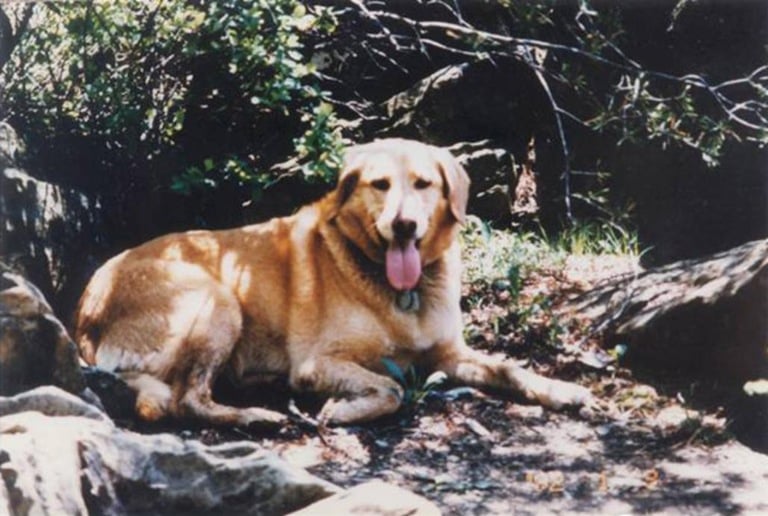 “Taj” (golden retriever), 1996 photo. The dog was hiking with Julianne Williams and Laura Winans in Shenandoah National Park in Virginia in 1996. Both women were murdered.